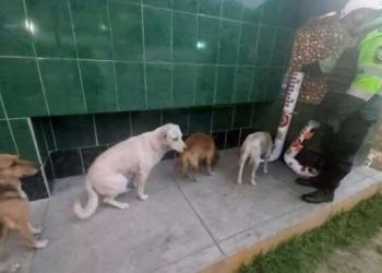 Cachorros abandonados fazem fila para se alimentar em comedouros instalados pela polícia