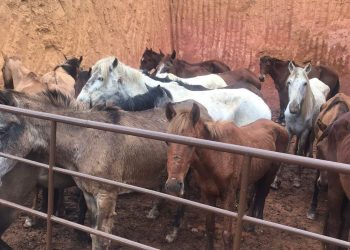 Polícia descobre abate clandestino onde carne de cavalo era vendida como bovina no ES