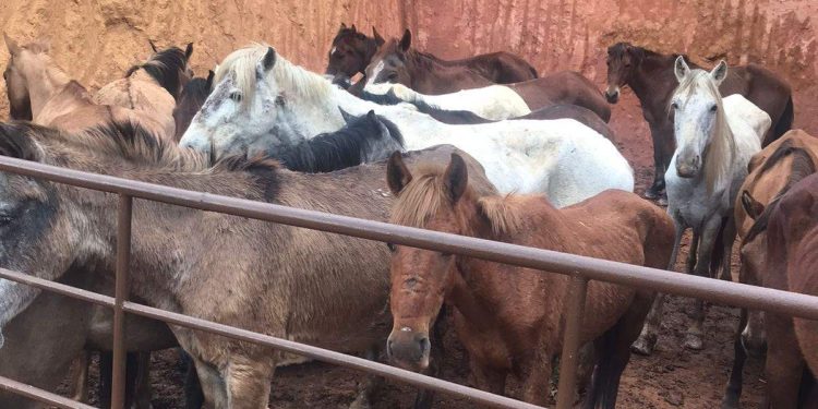 Polícia descobre abate clandestino onde carne de cavalo era vendida como bovina no ES