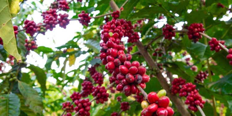 Inscrições para o Concurso de Qualidade do Café Conilon de Linhares seguem até a próxima sexta-feira (30)