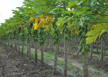 Linhares será sede do Simpósio do Papaya Brasileiro na próxima semana