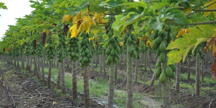 Linhares será sede do Simpósio do Papaya Brasileiro na próxima semana