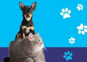 Confira os locais de vacinação antirrábica neste fim de semana em Colatina