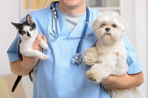 Dia D em Linhares: vacinação de cães e gatos acontece neste sábado (3) em 34 pontos de imunização