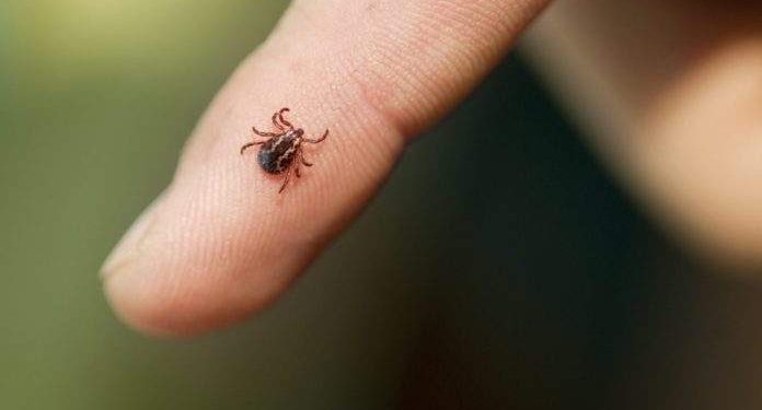 ES registra quarta morte por febre maculosa