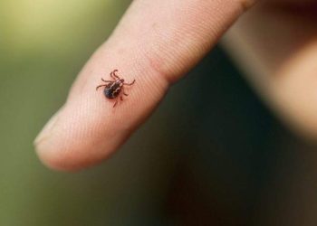 ES registra terceira morte por febre maculosa em apenas 8 dias