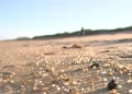 Resíduos de óleo aparecem em praias de São Mateus e Conceição da Barra