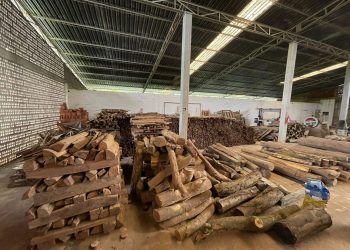 Polícia Federal cumpre mandados contra exploração ilegal de pau-brasil no ES