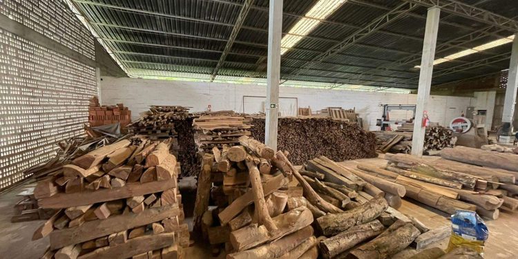 Polícia Federal cumpre mandados contra exploração ilegal de pau-brasil no ES