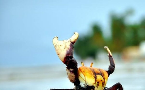 Período de andada do caranguejo-uçá começa no próximo dia 24 de dezembro