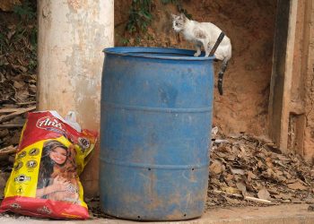 Maus-tratos aos animais: multa pode ficar mais alta