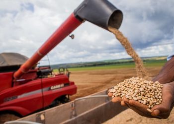 Aumento da temperatura vai afetar a produção de feijão no Brasil