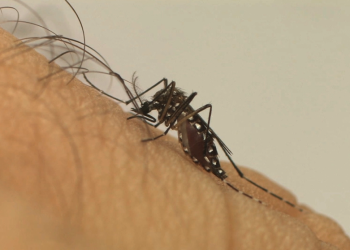 Lacen/ES confirma circulação de sorotipo 2 da dengue no Espírito Santo