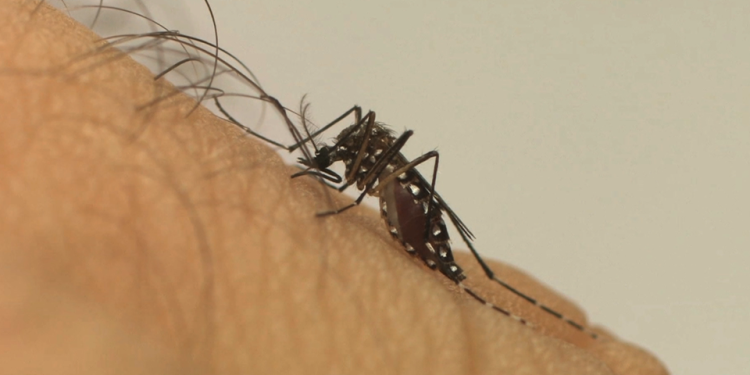 Lacen/ES confirma circulação de sorotipo 2 da dengue no Espírito Santo