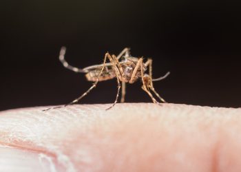 Sesa divulga alerta epidemiológico contra a dengue aos profissionais da saúde