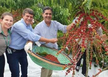 Abertura da colheita do Café Conilon no Estado é realizada em Jaguaré
