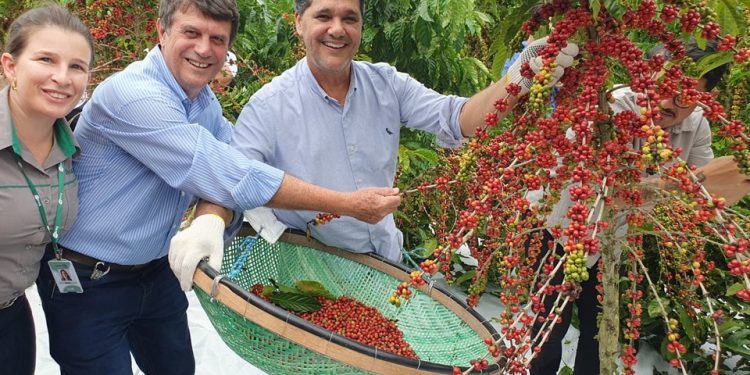 Abertura da colheita do Café Conilon no Estado é realizada em Jaguaré