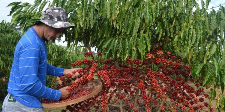 El Niño representa risco maior para café robusta, menor para o arábica