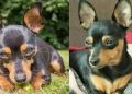 Caõzinho Bili morre após salvar 4 crianças de serem atacadas por rottweiler em Linhares