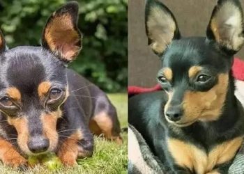 Caõzinho Bili morre após salvar 4 crianças de serem atacadas por rottweiler em Linhares