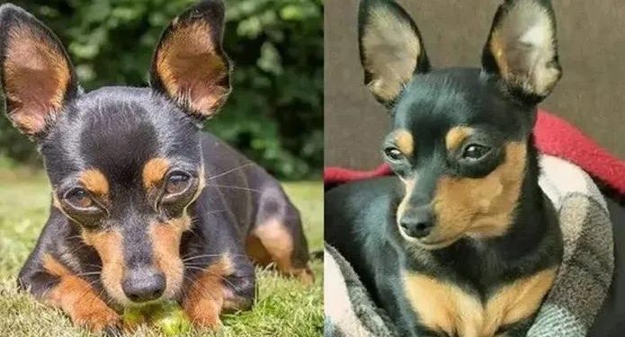 Caõzinho Bili morre após salvar 4 crianças de serem atacadas por rottweiler em Linhares