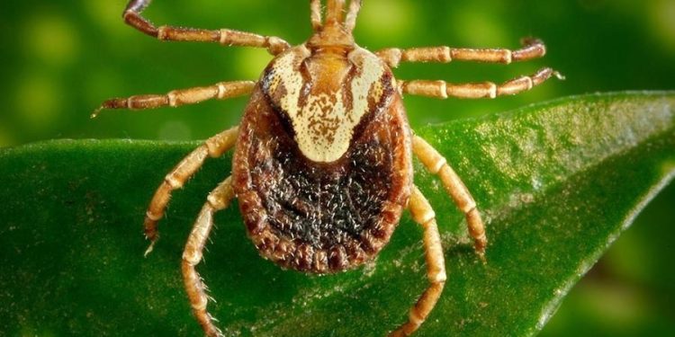 Homem morre por febre maculosa em Barra de São Francisco