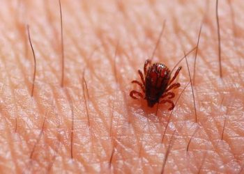 Terceira morte por febre maculosa é confirmada no ES
