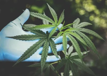 STJ autoriza que homem com ansiedade cultive cannabis