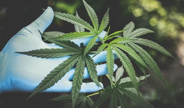 STJ autoriza que homem com ansiedade cultive cannabis