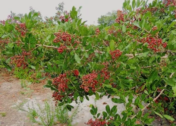 Inscrições abertas para 2º Festival Brasileiro de Pimenta Rosa em São Mateus