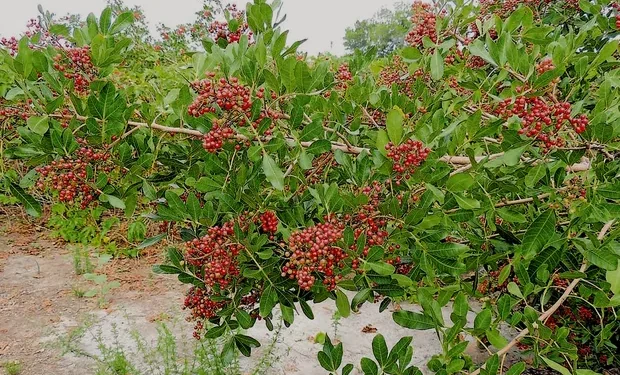 Inscrições abertas para 2º Festival Brasileiro de Pimenta Rosa em São Mateus