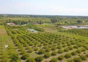 Maior produtor e exportador mundial, São Mateus conquista indicação geográfica para pimenta-rosa