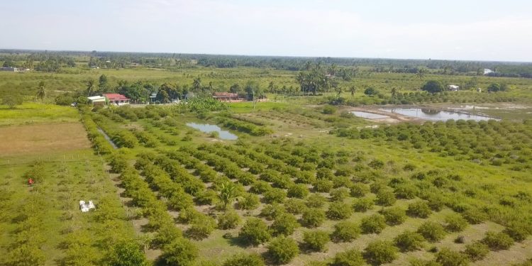 Maior produtor e exportador mundial, São Mateus conquista indicação geográfica para pimenta-rosa