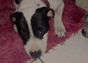 Homem mata cadela de vizinho a facadas no ES