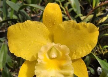 Linhares recebe primeira edição do Festival Conexão Criativa com flores, orquídeas, artesanato e gastronomia