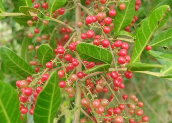 São Mateus conquista Indicação Geográfica para pimenta-rosa com apoio do Incaper