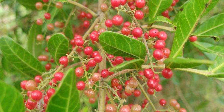 São Mateus conquista Indicação Geográfica para pimenta-rosa com apoio do Incaper