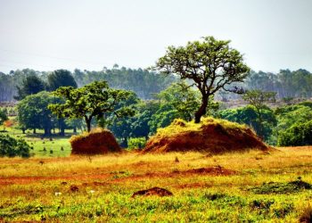 BNDES bloqueia R＄ 62 milhões em crédito em imóveis com indícios de desmatamento