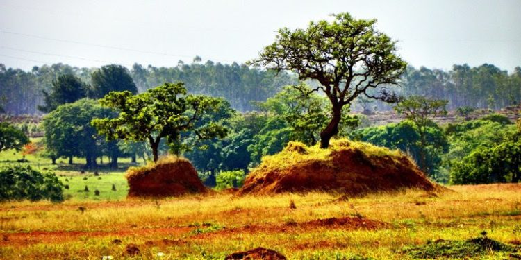 BNDES bloqueia R＄ 62 milhões em crédito em imóveis com indícios de desmatamento