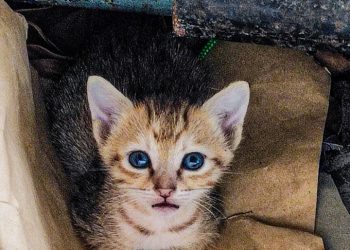São Mateus adere a programa estadual de prevenção e combate às condições degradantes para animais domésticos