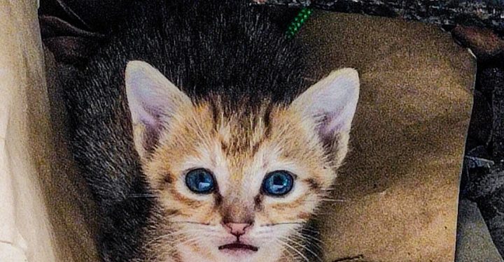 São Mateus adere a programa estadual de prevenção e combate às condições degradantes para animais domésticos