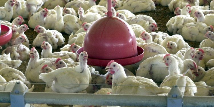 Japão retira suspensão de compra de carne de aves do Espírito Santo