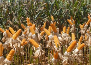 Crescimento na produção de grãos no Espírito Santo é estimada em 33,8%, com destaque para o milho