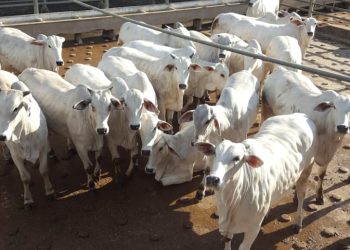 Sétima etapa nacional do Circuito Nelore de Qualidade 2023 avalia mais de 600 animais terminados em confinamento, em Colatina