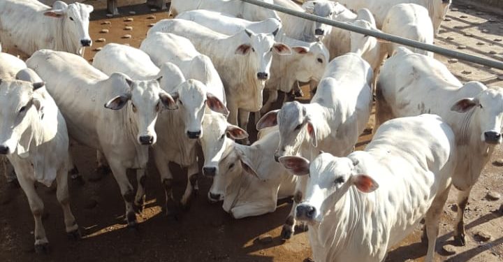 Sétima etapa nacional do Circuito Nelore de Qualidade 2023 avalia mais de 600 animais terminados em confinamento, em Colatina