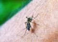 Chikungunya: ES registra 2 mortes pela doença; veja sintomas e diferenças da dengue