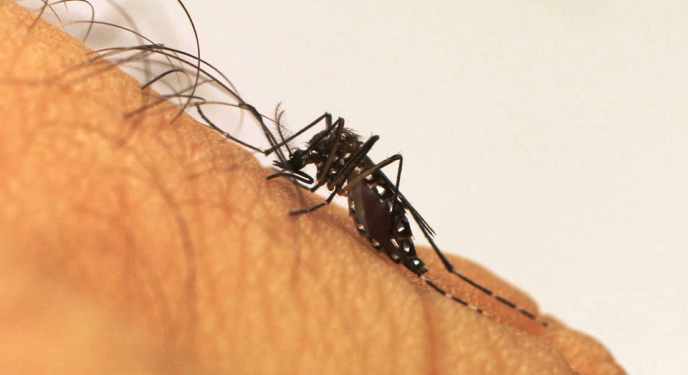 Estado  antecipa entrega da Vacina contra a Dengue para Região Central-Norte de Saúde