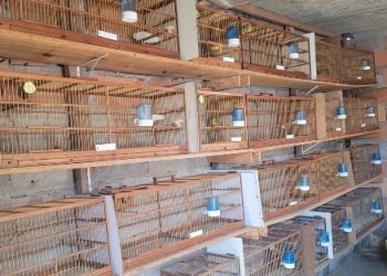 BPMA faz apreensão de pássaros da fauna silvestre no municipio de Montanha