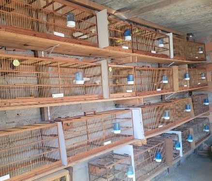 BPMA faz apreensão de pássaros da fauna silvestre no municipio de Montanha