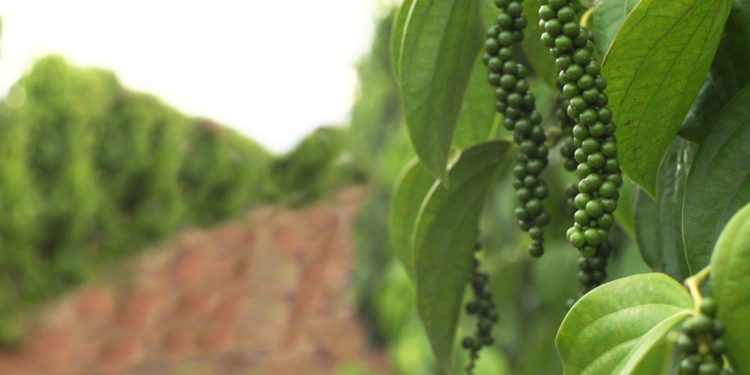 Jaguaré sediará o 1° Fórum Nacional da Pimenta-do-Reino realizado pela Brazilian Spice Association